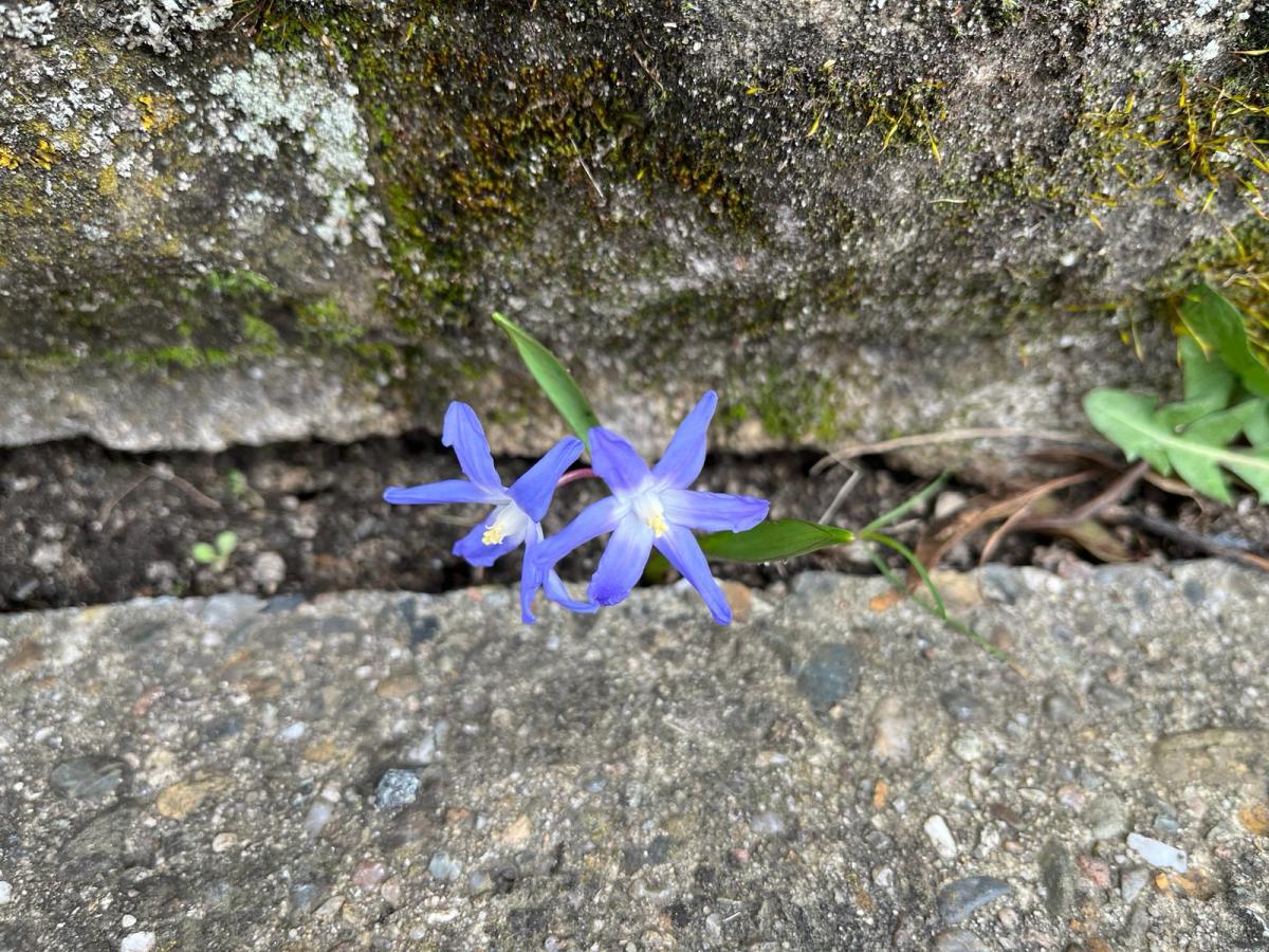Hope in a spring&nbsp;blossom