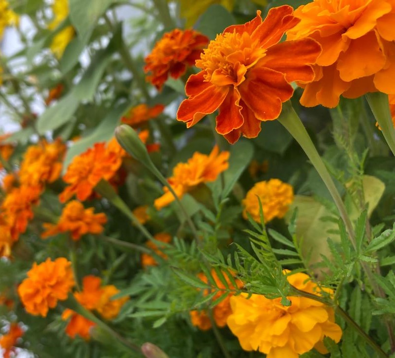 Marigolds